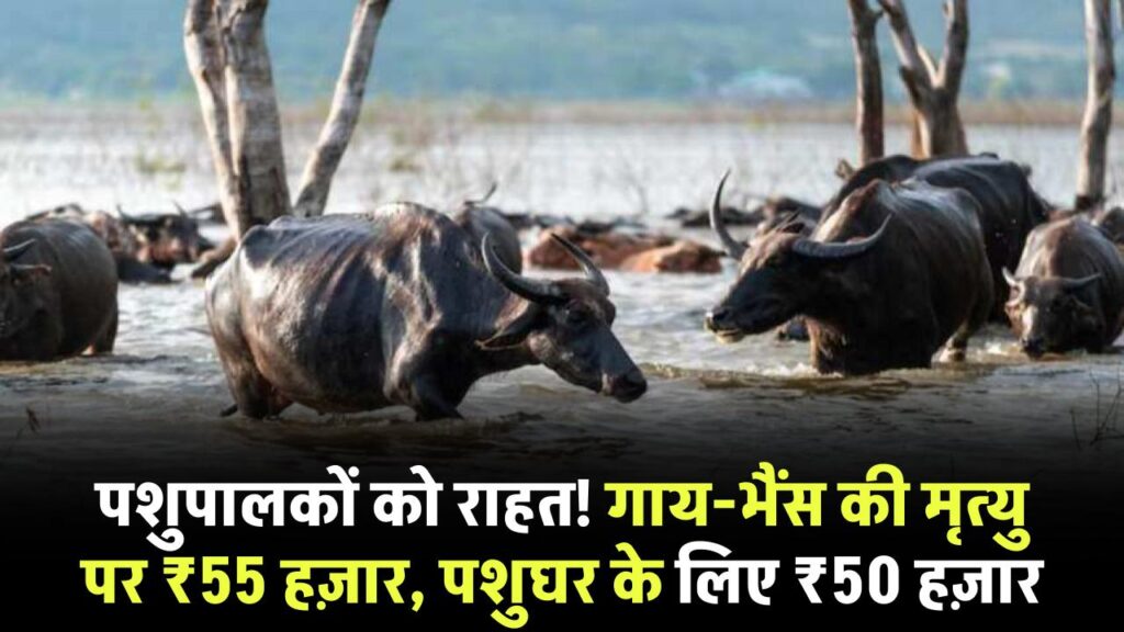बड़ा फैसला! गाय-भैंस की मृत्यु पर मिलेगा ₹55 हजार मुआवजा, पशुघर के लिए अलग से ₹50 हजार की सहायता