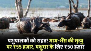 बड़ा फैसला! गाय-भैंस की मृत्यु पर मिलेगा ₹55 हजार मुआवजा, पशुघर के लिए अलग से ₹50 हजार की सहायता