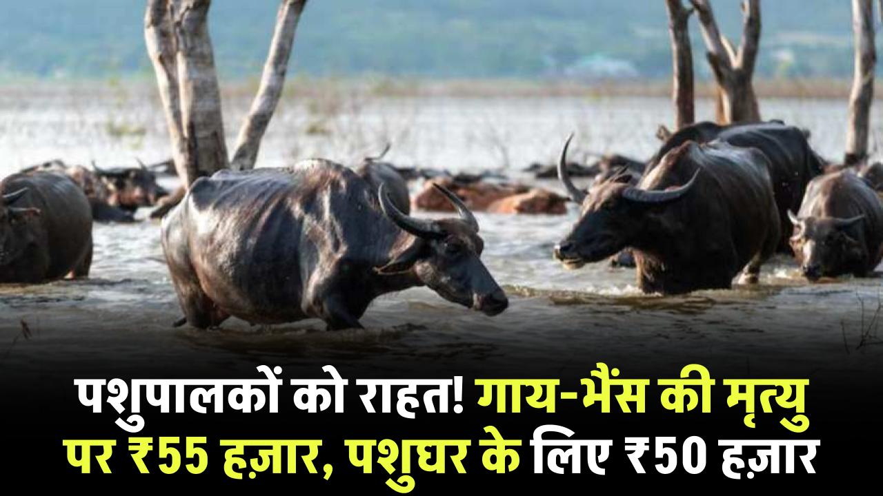 बड़ा फैसला! गाय-भैंस की मृत्यु पर मिलेगा ₹55 हजार मुआवजा, पशुघर के लिए अलग से ₹50 हजार की सहायता